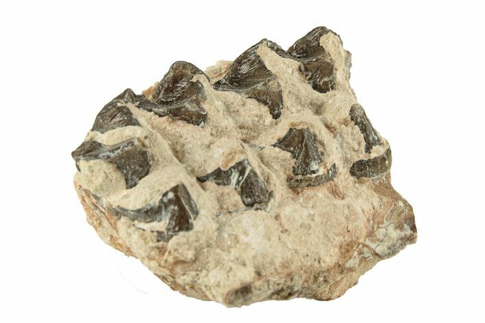 Oreodont (Merycoidodon) Jaw Section - South Dakota #268812
